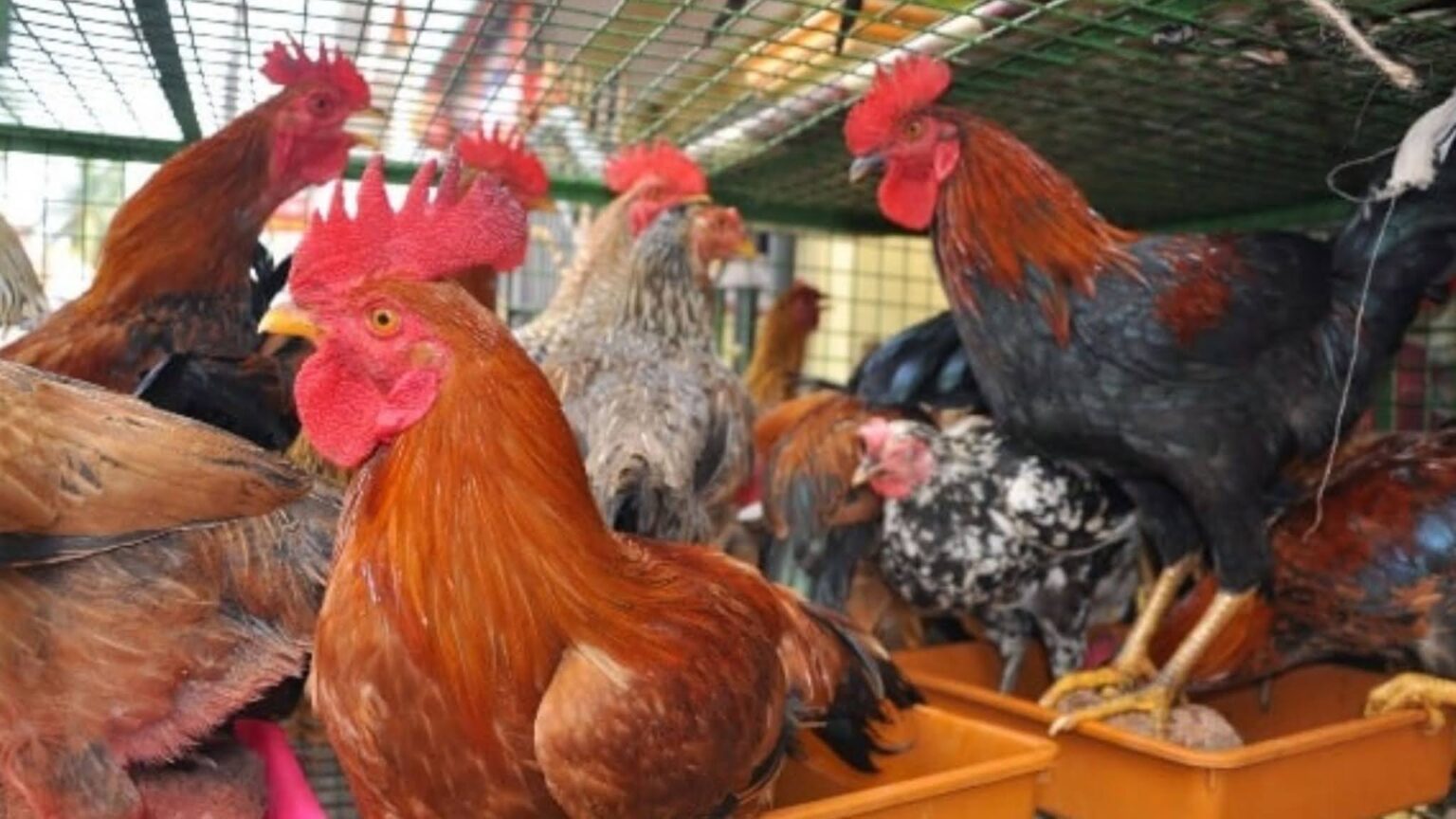 कोरिया में बर्ड फ्लू की पुष्टि, प्रशासन ने कड़े कदम उठाए