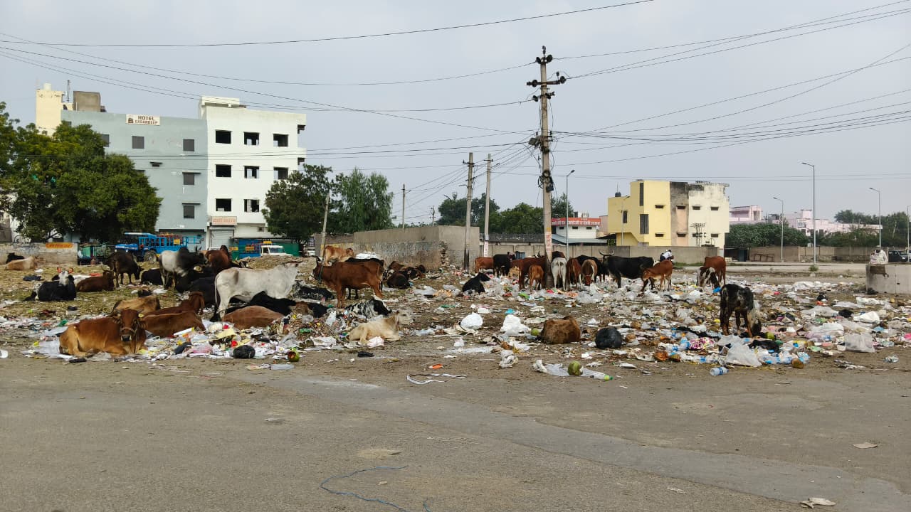 भीलवाड़ा में ‘बिना नाम की गौशाला’ में कचरा खाते गौवंश, नगर निगम का टिपर रोज़ कचरा उड़ेल कर चला जाता है