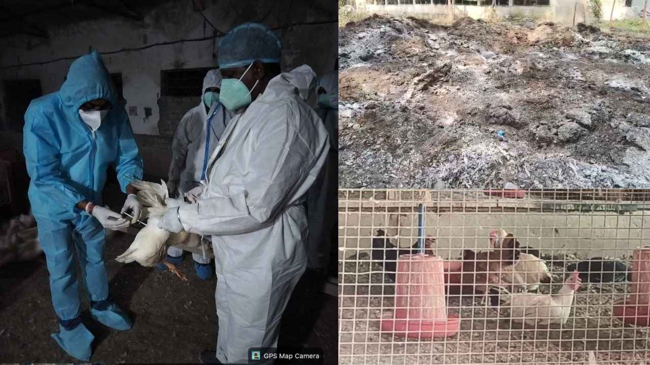 बिलासपुर में बर्ड फ्लू के अलर्ट के बीच बड़ी लापरवाही, खमतराई इलाके में खुले में फेंके गए मरे मुर्गे, बदबू से लोग परेशान